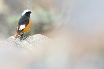 White-winged Redstart, Phoenicurus erythrogastrus grandis