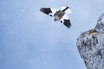 White-winged Snowfinch, Montifringilla nivalis nivalis
