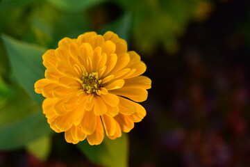 Colorful flower bed in a park	