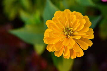 Colorful flower bed in a park	