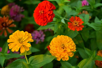 Colorful flower bed in a park	