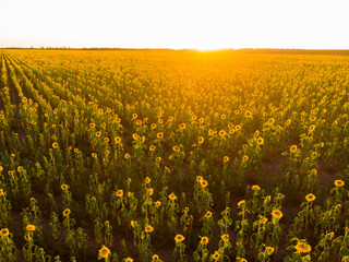 Ukraine. Drone. Aerial view. Field of blooming sunflowers.