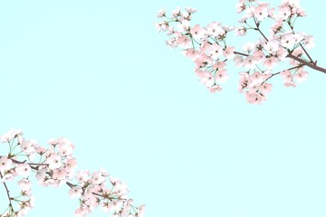 満開の桜の花　春　3DCG