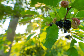 The rays of the sun break through a branch with ripe black mulberry