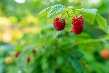 Forest after summer rain. Ripe red berries hang on a raspberry bush. Close-up