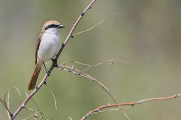 Turkestan Shrike, Lanius phoenicuroides