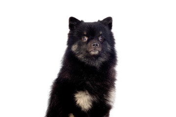 Cute black dog with a fluffy hair