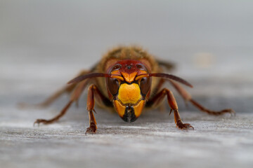 European Hornet, Vespa crabro