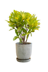 Tree in pots, white cement, decorated on a white background.