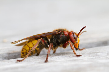 European Hornet, Vespa crabro