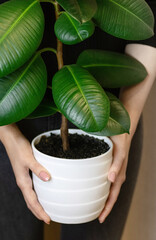 The girl holds in her hands a white pot with a ficus flower. Decorative home plant. Ficus elastica plant, rubber tree.