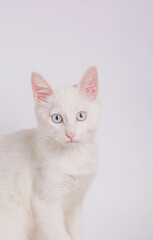 White cat with blue eyes on white background