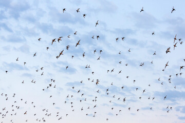 Red Knot, Calidris canutus