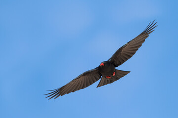 Red-billed Chough (Pyrrhocorax parrhocorax ssp. barbarus), Morocco, adult in flight