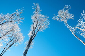 Snow covered trees in hoarfrost against the clear blue sky. Bright winter day in the forest. Sunny cold weather. Carpathian mountains. Ukraine.