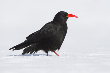 Red-billed Chough, Pyrrhocorax parrhocorax ssp. barbarus