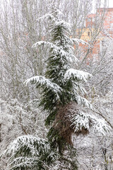 snowy gardens in the city of Madrid with the snowfall of January 2021