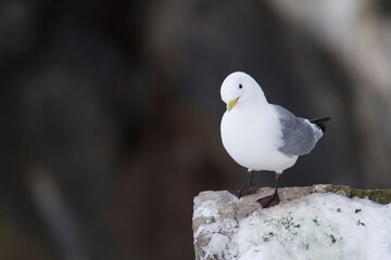 Black-legged Kittiwake, Rissa tridactyla