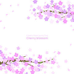 벗꽃 만개한 봄 배경