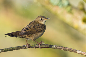 Common Grasshopper Warbler, Locustella naevia naevia