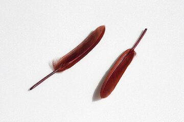 dark red feather isolated on white background