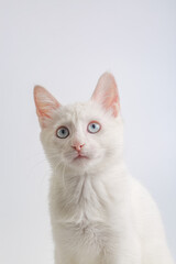 White cat with blue eyes on white background