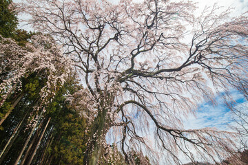 Obraz premium 郡山市 内出の桜