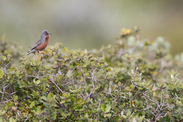 Dartford Warbler, Sylvia undata ssp. undata