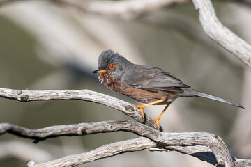 Dartford Warbler, Sylvia undata ssp. undata