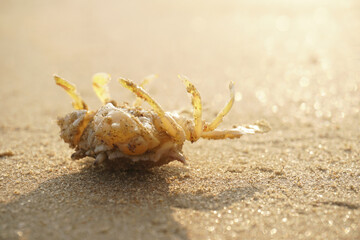 crab on the beach sand	