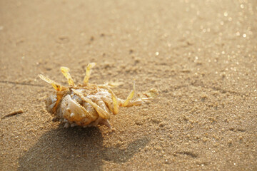 crab on the beach sand	