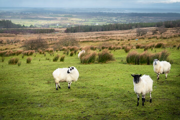 Sheep in a green field. County Sligo, Ireland, Farming and agriculture concept