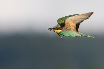 European Bee-eater, Merops apiaster