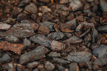 Close up brown tree bark background