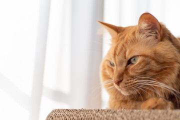 窓辺でくつろぐ猫　茶トラ猫