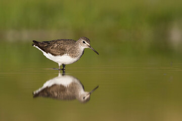 Witgatje, Green Sandpiper, Tringa ochrupos