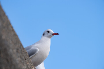 堤防にとまったカモメ