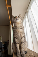 座る猫　サバトラ猫