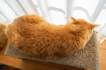 窓辺でくつろぐ猫　茶トラ猫