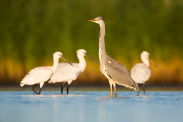 Fototapeta premium Grey Heron, Ardea cinerea
