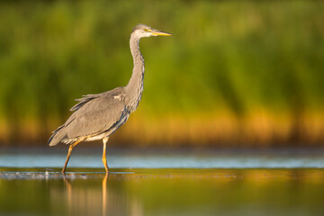 Grey Heron, Ardea cinerea
