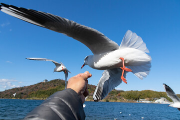 カモメの餌やり