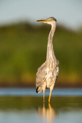 Grey Heron, Ardea cinerea