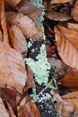Mosses and lichens in the autumn forest.