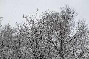 snowy gardens in the city of Madrid with the snowfall of January 2021