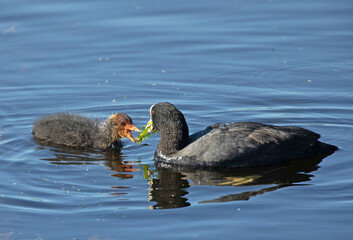 The Eurasian coot (Fulica atra), also known as the common coot, or Australian coot. Coot.