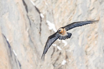 Bearded Vulture, Gypaetus barbatus barbatus