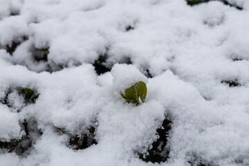 snowy gardens in the city of Madrid with the snowfall of January 2021