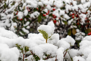 snowy gardens in the city of Madrid with the snowfall of January 2021