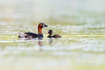Little Grebe, Tachybaptus ruficollis